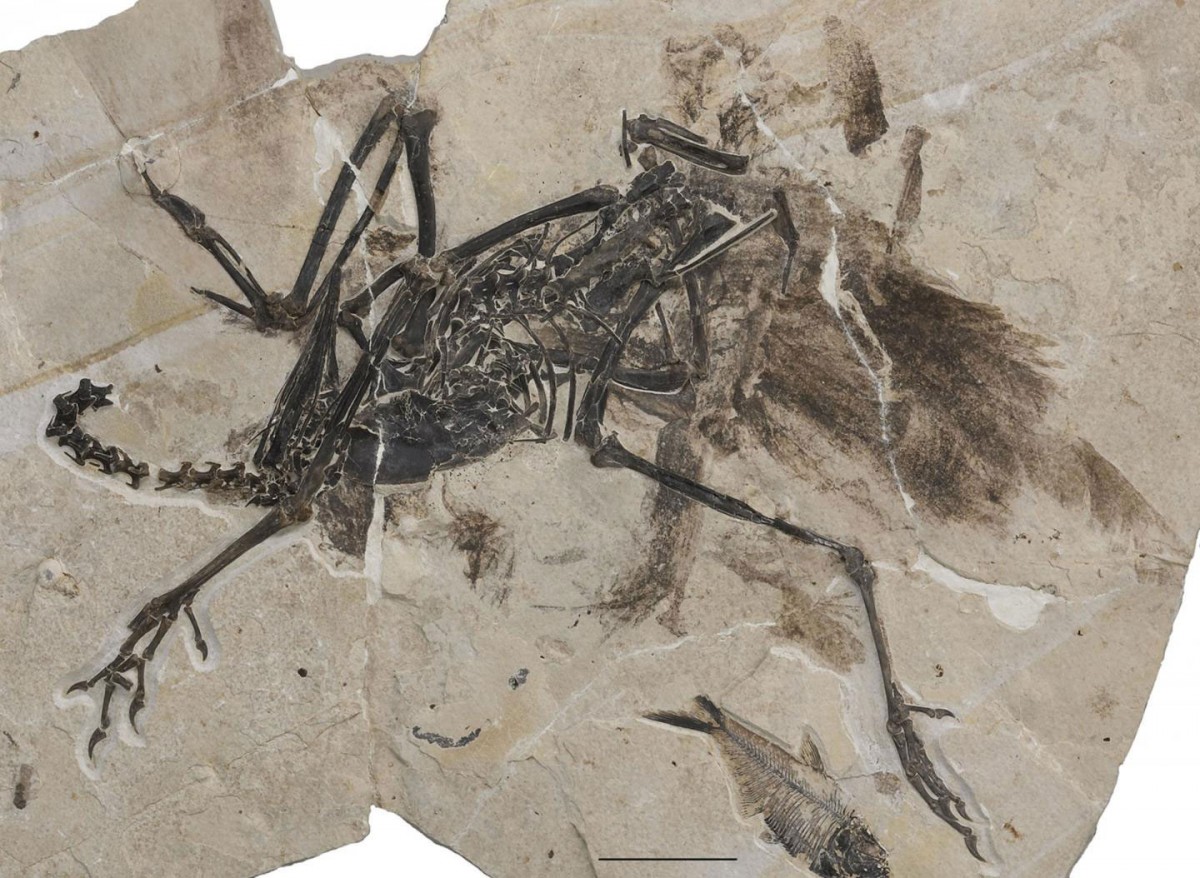 Ostrich relative lived in North America 50 million years ago
