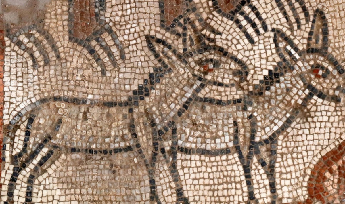 Huqoq mosaic, pair of donkeys in Noah’s Ark scene. Photo credit: Jim Hab.