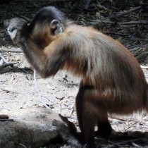 Monkeys in Brazil have used stone tools for hundreds of years at least