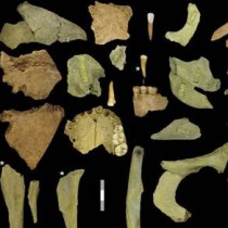 Cannibalism among late Neandertals in northern Europe