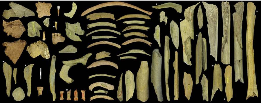 These skeletal remains found in the Troisième caverne of Goyet belong to at least five individuals. The bone fragments marked with an asterisk are 40,500-45,500 years old. The scale is 3 cm. Photo credit: Royal Belgian Institute of Natural Sciences 