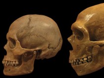 Neanderthal brains grew in patterns similar to ours