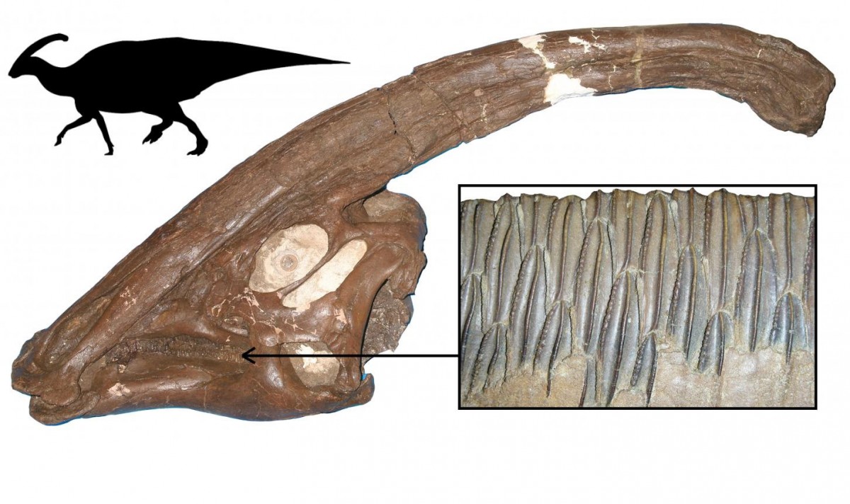 One of the most successful dinosaur plant-eaters, Parasaurolophus from the Late Cretaceous of North America, showing the skull, with long crest, the multiple rows of teeth, and body outline. Hadrosaurs were specialist feeders on confiers and other tough plants, and they were hugely diverse and abundant. Credit: School of Earth Sciences © University of Bristol 