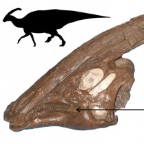 The success of the plant-eating dinosaurs