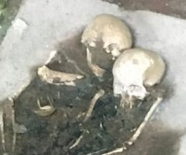 Ancient brain to be reconstructed by scientists