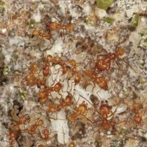 After the age of dinosaurs came the age of ant farmers