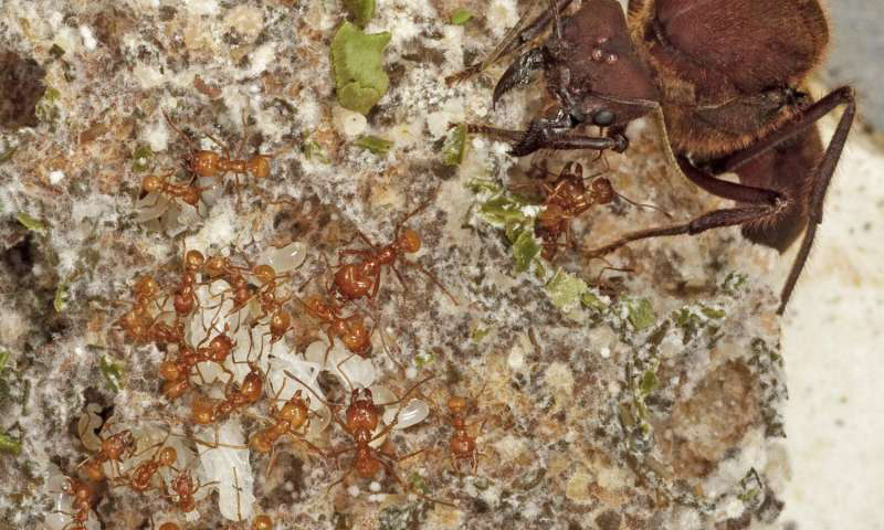 A fungus-farming ant colony is a complex society with division of labor among many size classes. In this close-up, tiny nurse ants tending to white ant larvae are dwarfed by the queen ant in the upper right. All the ants feed upon protein-rich food produced by a white-grey fungus that they cultivate underground. The fungus decomposes fresh, leafy greens brought underground by leafcutters, which can defoliate whole trees to feed the colony. Credit: Karolyn Darrow.