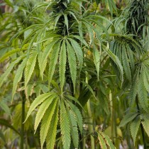 Cannabis in Eurasia