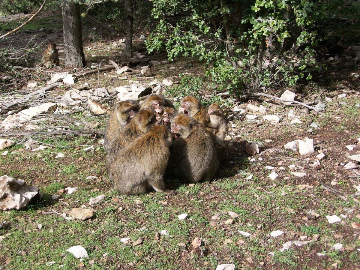 A group of monkeys having a “scream fight”.