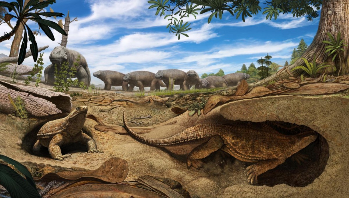 Artistic rendering of the early proto turtle Eunotosaurus (foreground) burrowing into the banks of a dried up pond to escape the harsh arid environment present 260 million years ago in South Africa. Meanwhile, a herd of Bradysaurus (background) congregates around the remaining muddy water. Credit: Artwork by Andrey Atuchin
