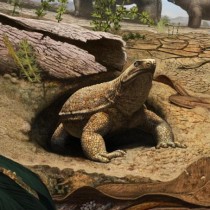 Scientists discover real reason turtles have shells