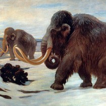 St. Paul Island mammoths most accurately dated ‘prehistoric’ extinction ever