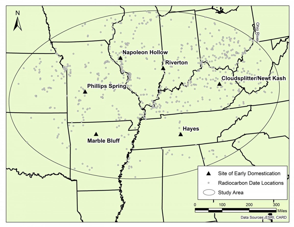 The triangles and names represent archaeological sites previously identified as locations where one or more of these plants first were domesticated: squash, sunflower, marshelder and pitseed goosefoot. The small circles are sites where radiocarbon-dated artifacts have been found, with a single circle often representing many dated artifacts. Credit: Elic Weitzel, University of Utah.