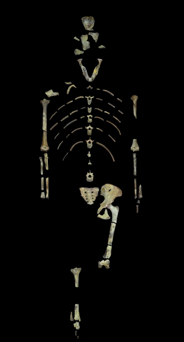 Lucy, a 3.18 million year old fossil specimen of Australopithecus afarensis. Image provided by John Kappelman, UT Austin.