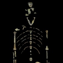 Bone scans suggest early hominin ‘Lucy’ spent significant time in trees