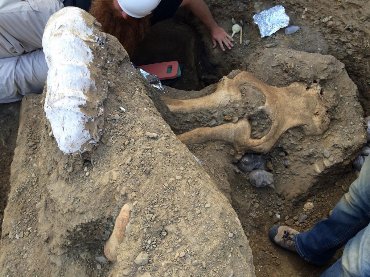 The fossil of a complete mammoth skull was discovered from an eroding stream bank on Santa Rosa Island within Channel Islands. Credit: NPS National Park.