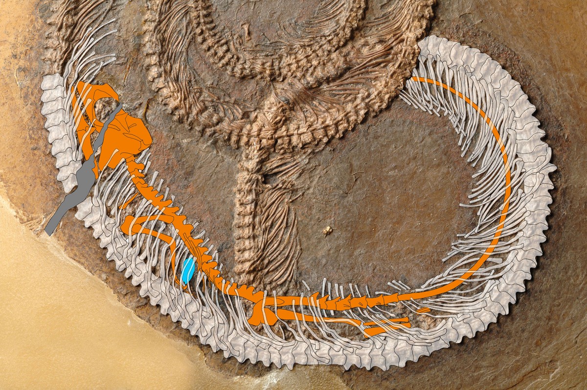 Palaeophython fischeri with the devoured lizard Geiseltaliellus maarius (orange)
and the unidentified insect (blue). © Krister Smith
