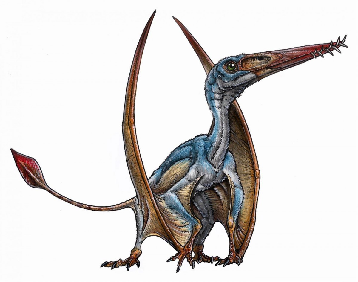 Paleoartist's reconstruction of a pterosaur. Credit: Gabriel Lío