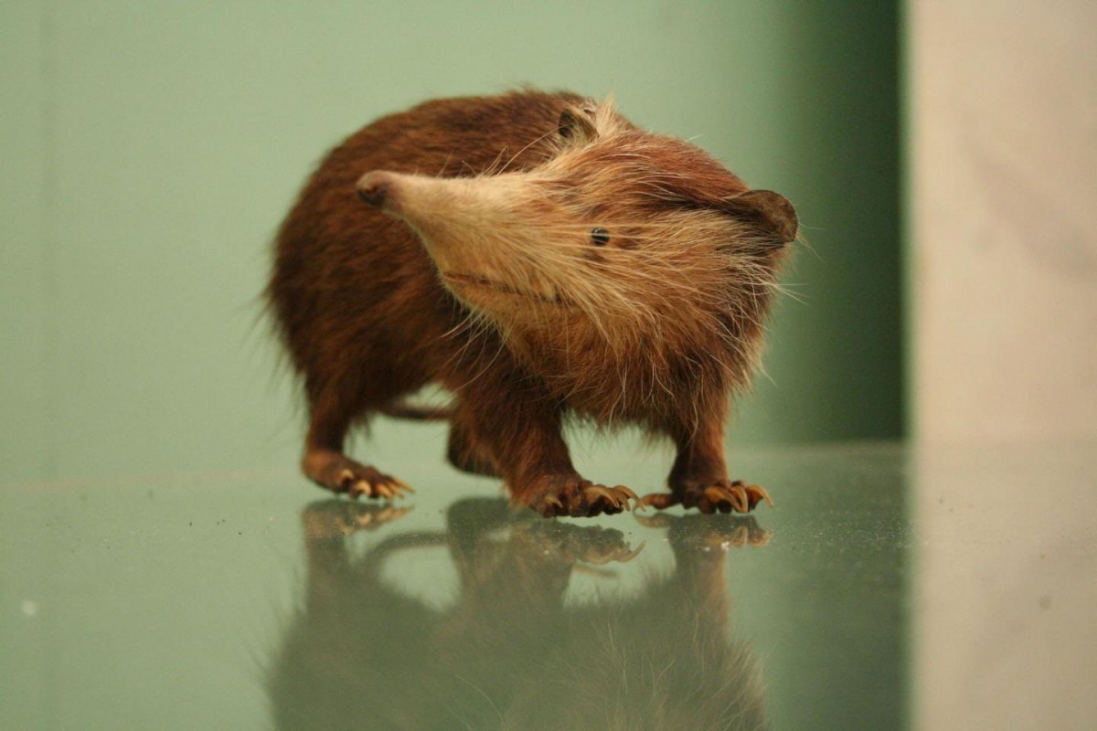 The Solenodon Taxa is the closest living relative to the extinct Nesophontes. Credit: Natural History Museum, London UK.  