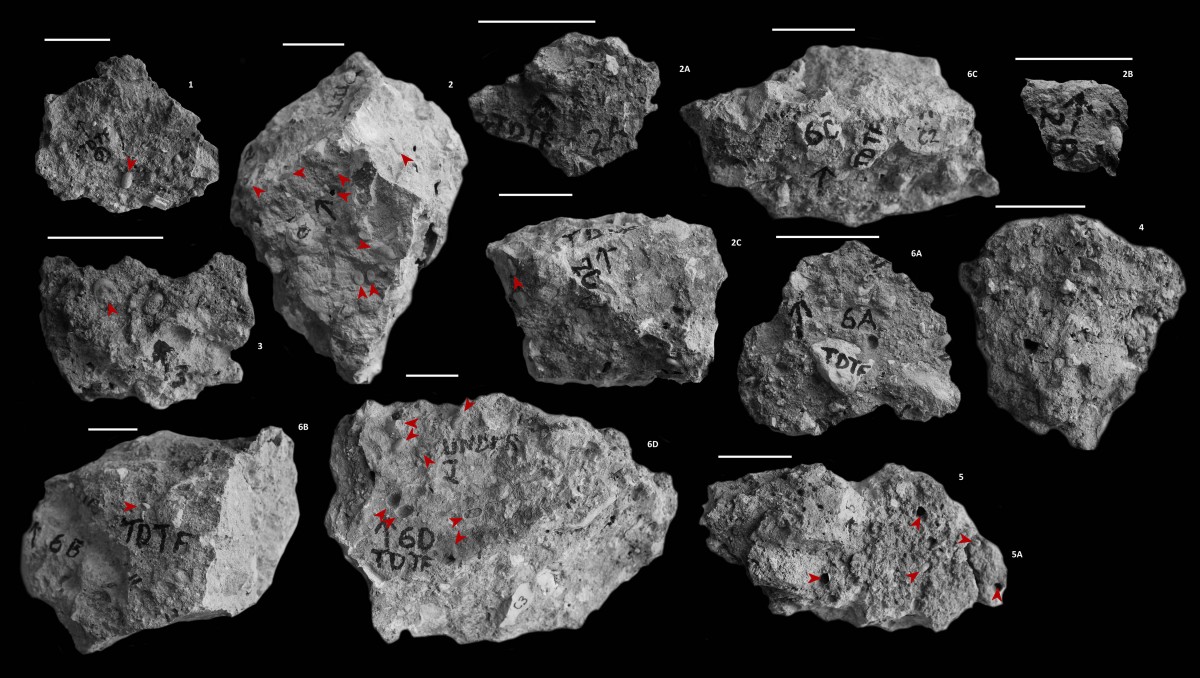 Photographs of each of the Individual pieces of extracted nest. Photo Credit: Jennifer F. Parker, Philip J. Hopley, Brian F. Kuhn/PLOS ONE.