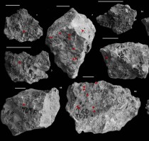 A fossilised bee nest indicates savannah-like hominine habitat