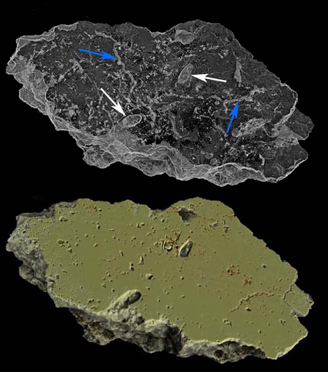 Celliforma cells (white arrows) and tunnels made by unknown organism (blue arrows). Photo Credit: Jennifer F. Parker, Philip J. Hopley, Brian F. Kuhn/PLOS ONE.