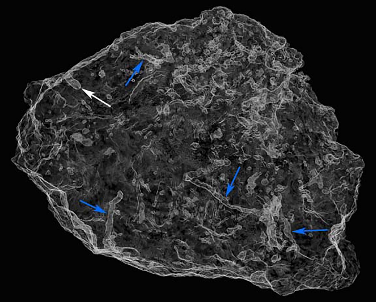  Celliforma cell (white arrow) and tunnels made by unknown organism (blue arrows). Photo Credit: Jennifer F. Parker, Philip J. Hopley, Brian F. Kuhn/PLOS ONE.