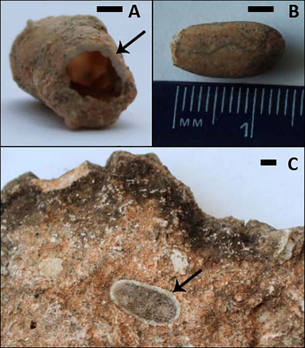 Three different individual cells. (A) and (B) have been extracted from the nest, and (C) (although broken in half laterally) remains in the matrix. Photo Credit: Jennifer F. Parker, Philip J. Hopley, Brian F. Kuhn/PLOS ONE.
