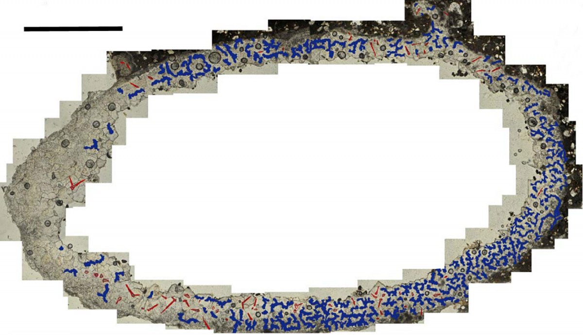 Petrographic microscope image of a thin section of a Cell.
The calcitic casts of the trichomes are highlighted in red and the relics of an organic matrix in blue. Photo Credit: Jennifer F. Parker, Philip J. Hopley, Brian F. Kuhn/PLOS ONE.