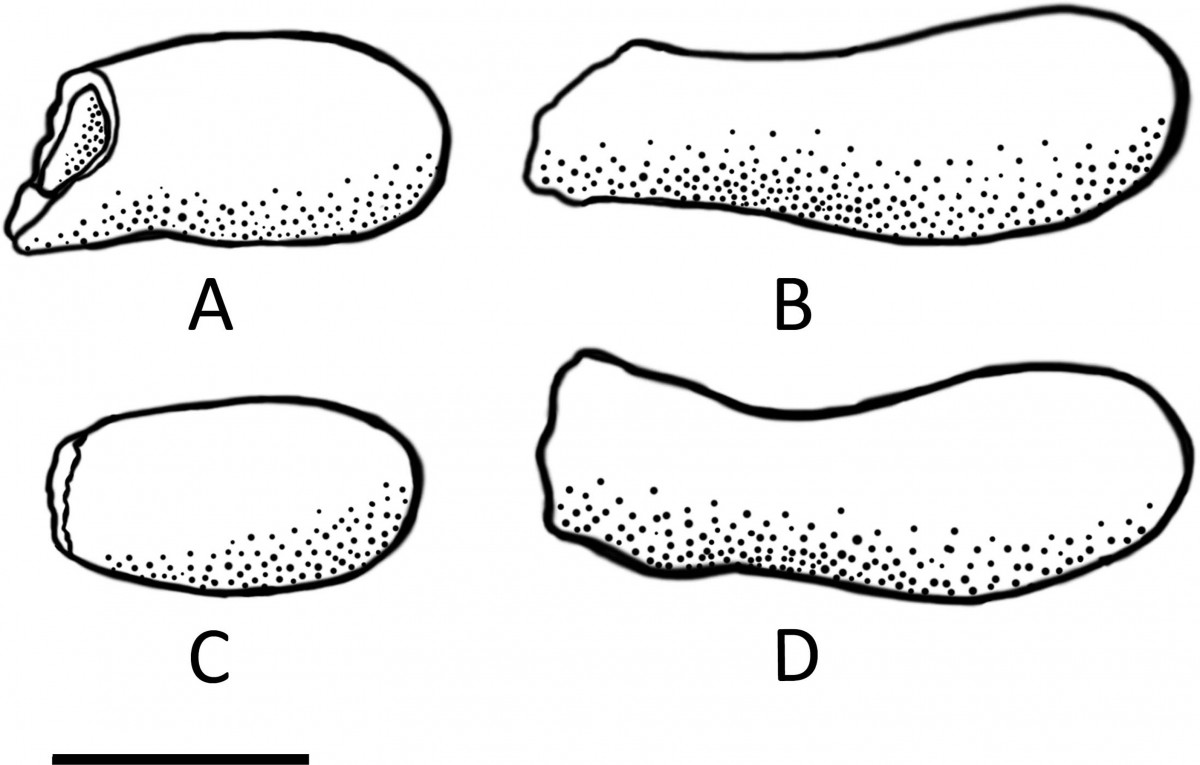 Illustration of internal moulds of four different cells extracted from the Fossil Nest, preserved in varying degrees of completeness. Photo Credit: Jennifer F. Parker, Philip J. Hopley, Brian F. Kuhn/PLOS ONE.