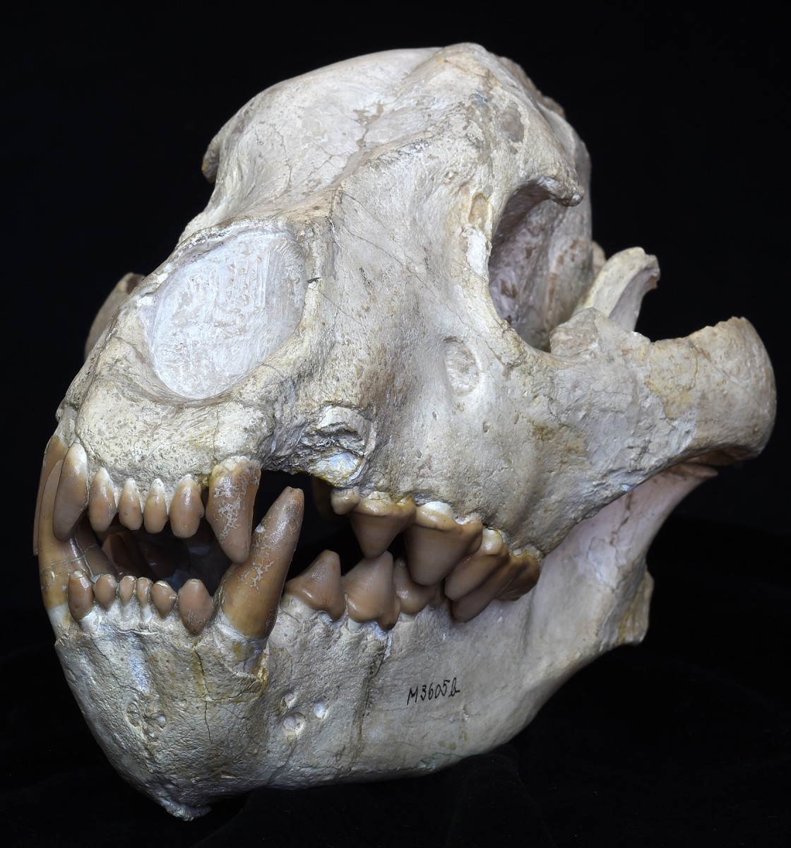 Skull of an extinct hyena, Hyaena eximia, 
from the lower Pliocene found at Samos, 
Greece. © Collection of Senckenberg 
Research Institute and Natural History 
Museum Frankfurt , Germany 
(collection number SMF M 3605 a-b), 
photo: Sven Tränkner