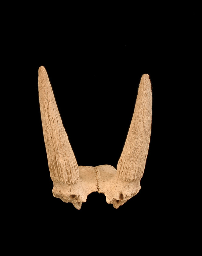 Remains of former mammal species 
diversity in Europe - Horns of Saiga 
antelope, dated Ice Age, found in 
Thuringia, Germany © Senckenberg 
Weimar contributed by Prof. Dr. R.-D. 
Kahlke; photo: T. Korn