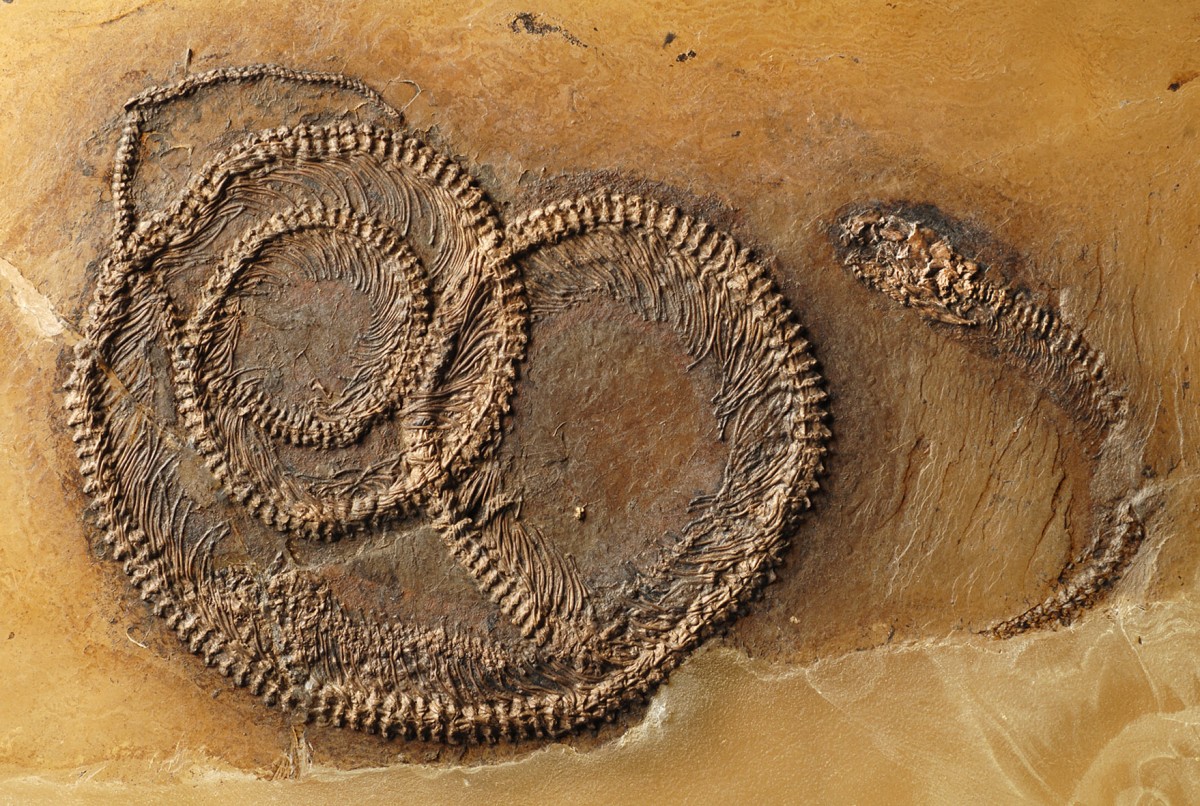 Snake with lizard and beetle: The rare tripartite fossil food chain from the Messel Pit. © Springer Heidelberg