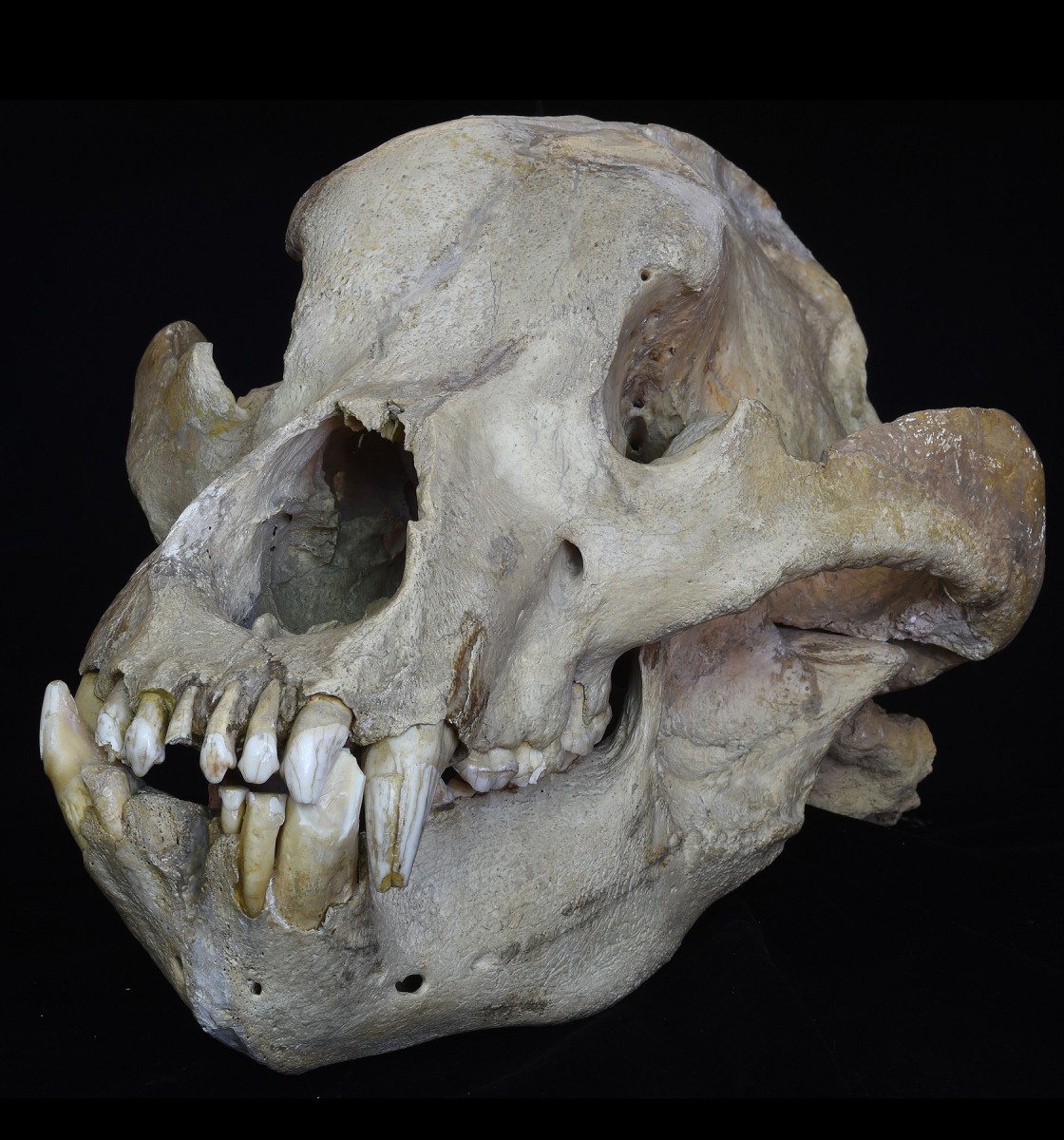 Skull of an extinct cave bear, Ursus spelaeus, 
from the Pleistocene [locality unknown]. 
© Collection of Senckenberg Research Institute 
and Natural History Museum, Frankfurt, Germany 
(collection number SMF M 8047), 
photo: Sven Tränkner