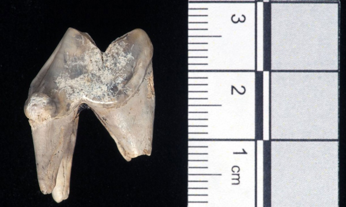 Tooth of an Alsatian dog discovered a mile from Stonehenge, Wiltshire. Photograph: University of Buckingham/PA/The Guardian.
