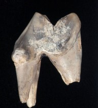 Prehistoric dog’s tooth shows it was a pet