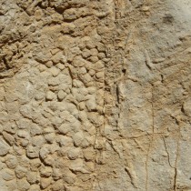 Unique skin impressions of last European dinosaurs discovered in Barcelona