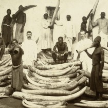 Mapping the elephant ivory trade