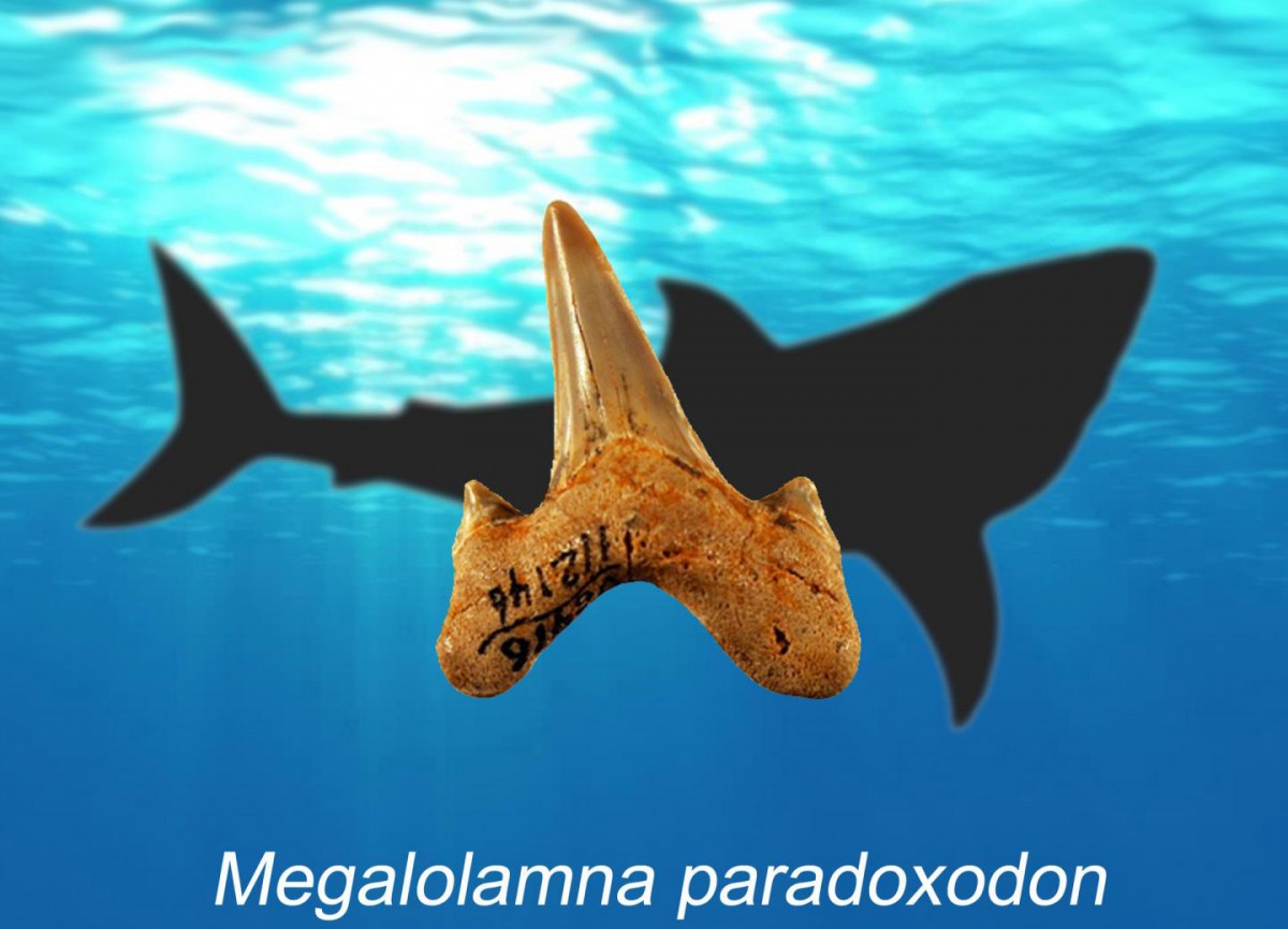 Megalolamna paradoxodon is the name of new extinct shark described by an international research team that lived during the early Miocene epoch about 20 million years ago. Megalolamna paradoxodon had grasping-type front teeth and cutting-type rear teeth likely used to seize and slice medium-sized fish and it lived in the same ancient oceans megatoothed sharks inhabited. Credit: Kenshu Shimada