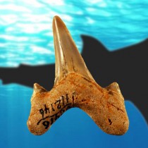 Researchers describe new large prehistoric shark
