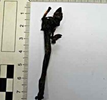 Astonishing late bronze age pressed flower found
