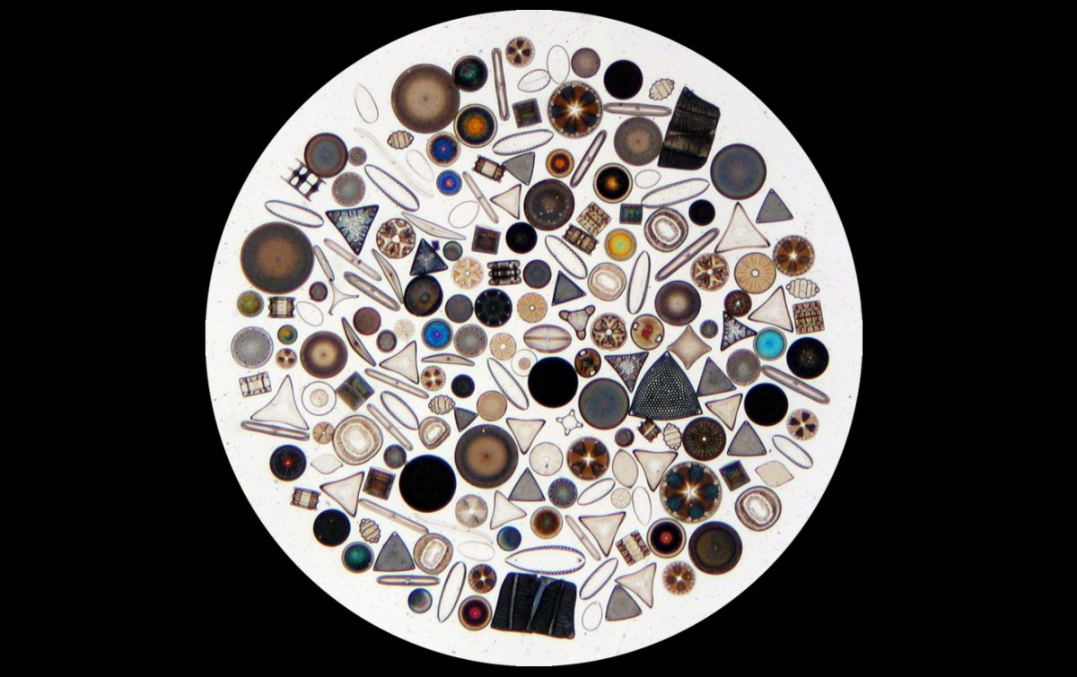 Diatoms.
