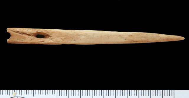 A bone needle found at the Chelechol ra Orrak site in Palau, Micronesia. 
[Credit: University of Oregon]
