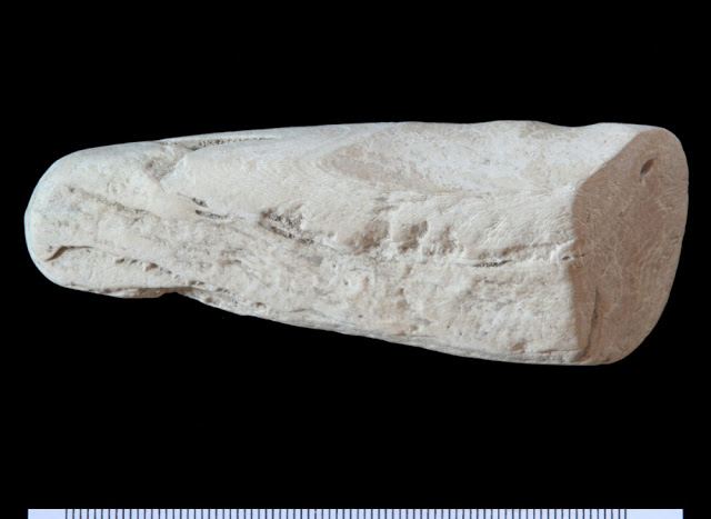 A shell adze (woodworking tool) found at the Chelechol ra Orrak site in Palau, Micronesia. 
[Credit: University of Oregon]