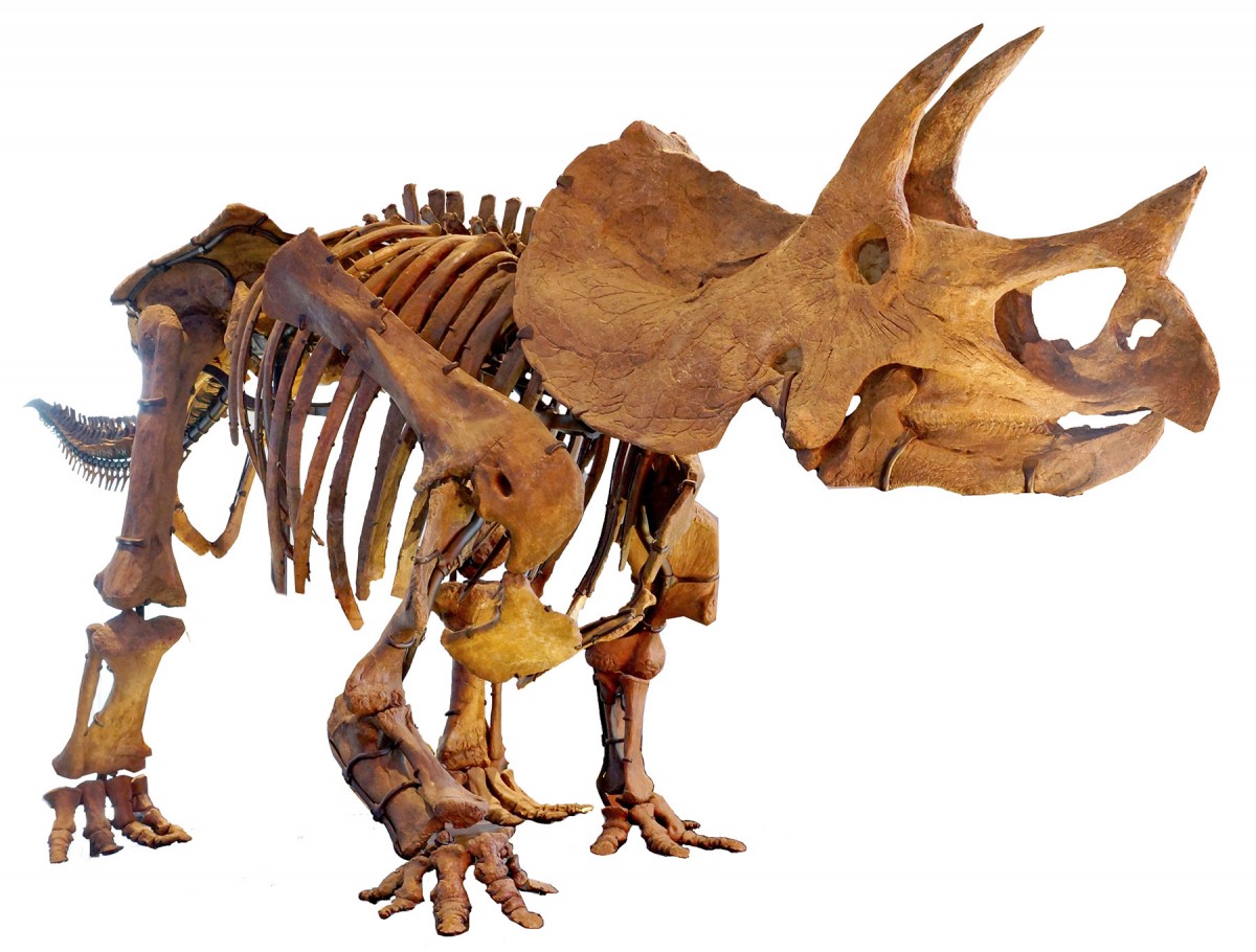 This image shows 3D animations of animals from the Early Ages until today. Credit image: UZH.