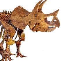 Herbivorous mammals have bigger bellies