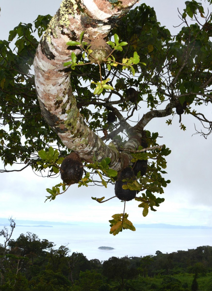 A Squamellaria 'field', up in a Macaranga tree, farmed by a colony of Philidris nagasau ants. 