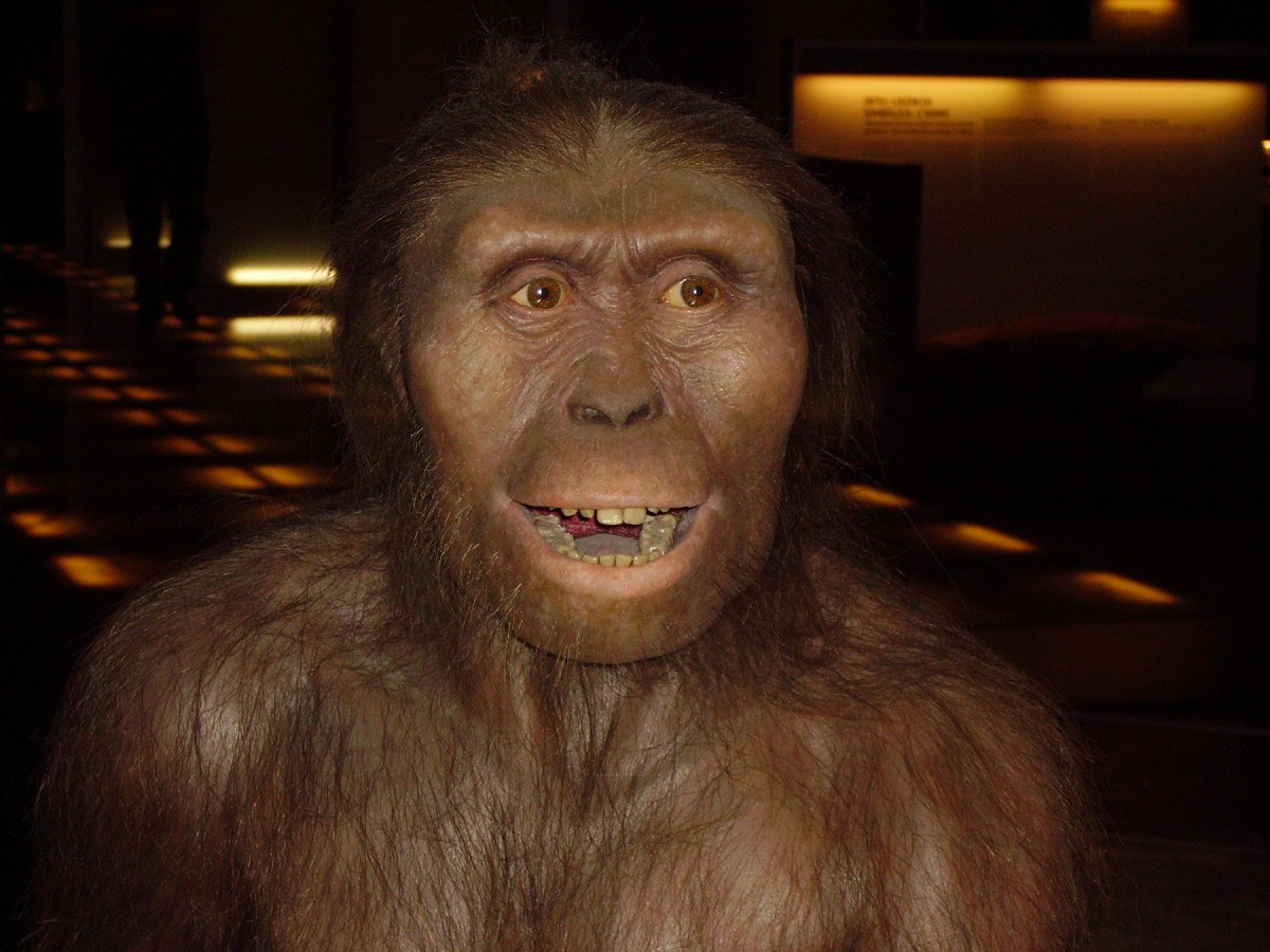 Australopithecus afarensis. 