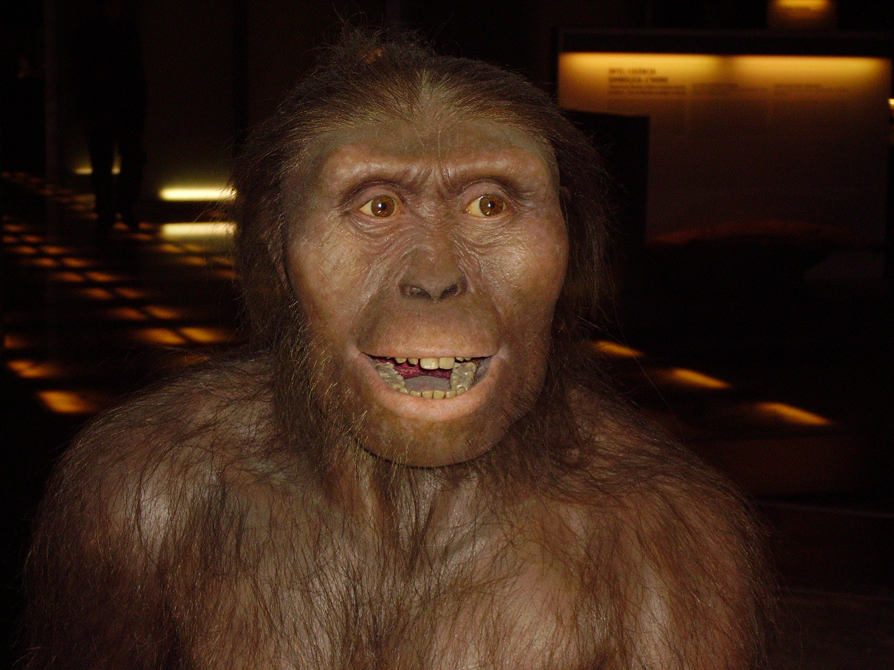 Australopithecus Afarensis Habitat
