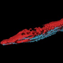 Egyptian giant crocodile mummy is full of surprises